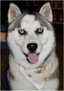 HudsonsHuskies-Mary-To-Grace-Pup-Pache.jpg